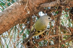 キクイタダキ　留鳥・漂鳥　全長10cm