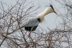 アオサギ　留鳥　全長93cm　2019/03/30