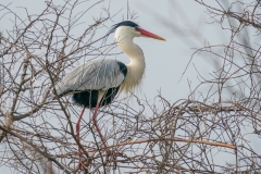 アオサギ　留鳥　全長93cm　2019/03/30