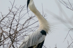 アオサギ　留鳥　全長93cm　2019/03/30