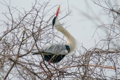 アオサギ　留鳥　全長93cm　2019/03/30