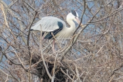 アオサギ　留鳥　全長93cm　2019/02/15