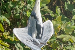 アオサギ　留鳥　全長93cm　2018/09/27