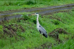 アオサギ　留鳥　全長93cm　2018/06/20