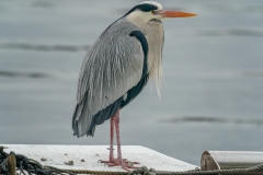 アオサギ　留鳥　全長93cm　2019/02/28