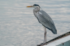 アオサギ　留鳥　全長93cm　2019/02/03