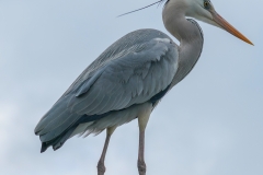 アオサギ　留鳥　全長93cm　2019/02/03