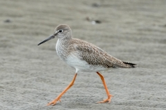 アカシシギ　全長28cm(幼鳥)