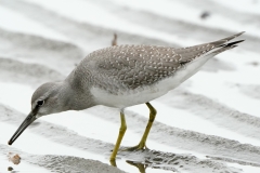 キアシシギ　全長25cm(幼鳥)