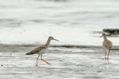 アカアシシギの幼鳥