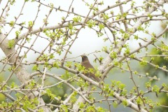 ヒタキ科　漂鳥　全長24cm
