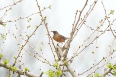 ヒタキ科　漂鳥　全長24cm