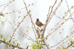 ヒタキ科　漂鳥　全長24cm