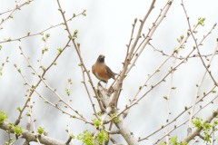 ヒタキ科　漂鳥　全長24cm