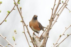 ヒタキ科　漂鳥　全長24cm