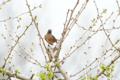 ヒタキ科　漂鳥　全長24cm