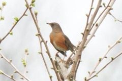 ヒタキ科　漂鳥　全長24cm