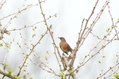 ヒタキ科　漂鳥　全長24cm
