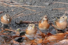 水飲み場に現れたアトリ