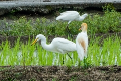 アマサギ