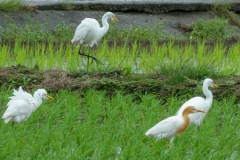 アマサギ