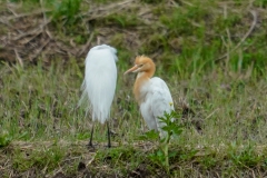 アマサギ