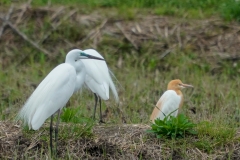 アマサギ