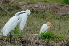 アマサギ