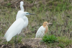 アマサギ