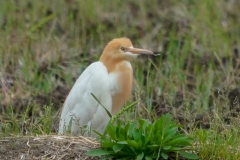 アマサギ