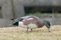 アメリカヒドリ　冬鳥　全長48cm　2019/02/07