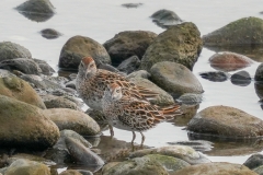 ウズラシギ