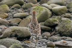 ウズラシギ