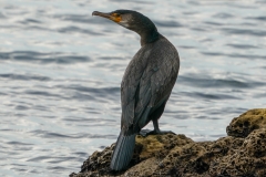 ウミウ