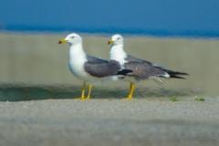 ウミネコ