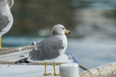 ウミネコ