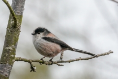 留鳥・漂鳥/全長14cm