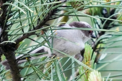 留鳥・漂鳥/全長14cm