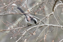 留鳥・漂鳥/全長14cm