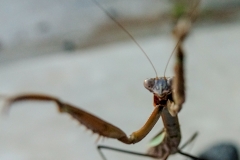 オオカマキリ