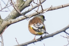オオカワラヒワ