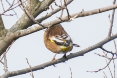 オオカワラヒワ