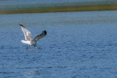 DSC06588-1