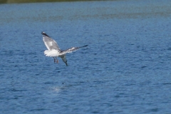 DSC06589-1