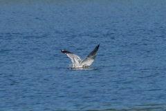 DSC06593-1