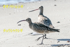 オオソリハシシギ　旅鳥　全長39cm