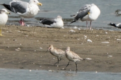 オオソリハシシギ　旅鳥　全長39cm