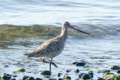 オオソリハシシギ　旅鳥　全長39cm