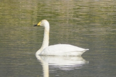 オオハクチョウ　冬鳥　全長140cm