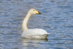 オオハクチョウ　冬鳥　全長140cm